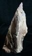 Petrified Wood Free-Standing Sculpture #6306-7